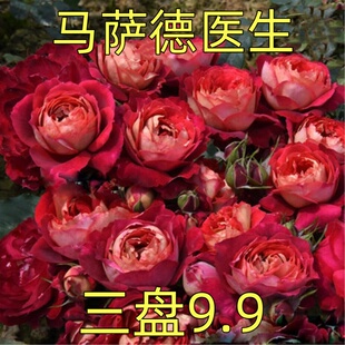 马萨德医生 大花双瓣 复色草莓清香 月季花苗 绿植花卉灌木盆栽