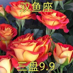 庭院阳台微月 双鱼座 微型月季鲜花卉树苗盆栽绿植小苗