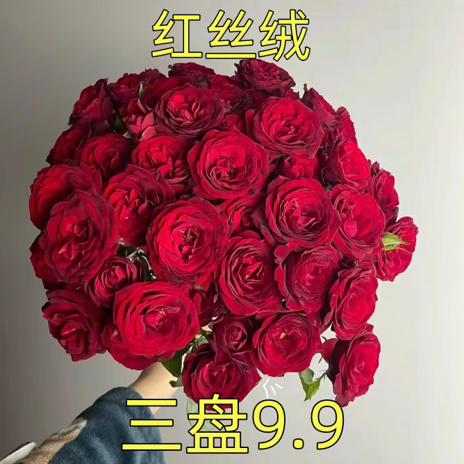红丝绒小苗 重瓣大花抗病月季 红色耐晒花期长阳台庭院玫瑰花苗