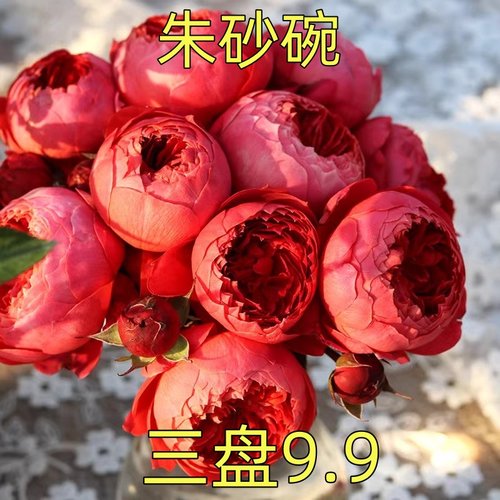 朱砂碗月季灌木耐热浓香四季勤花抗病包子型阳台花卉庭院盆栽玫瑰