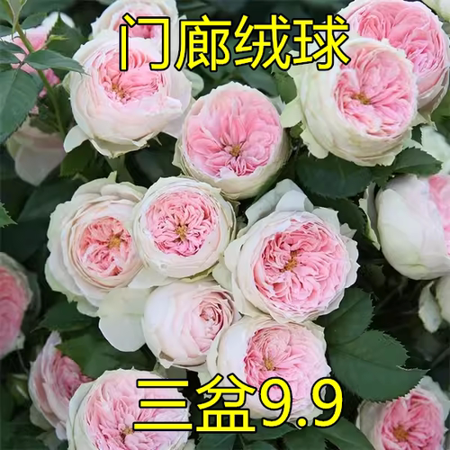 门廊绒球月季花苗大花不浓香开花粉红色玫瑰包子四季盆栽花卉欧月