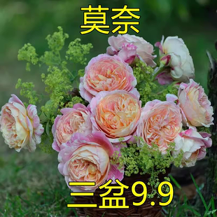 歐月精品法國莫奈月季 花卉庭院陽臺盆栽綠植小苗 花大花香味四季