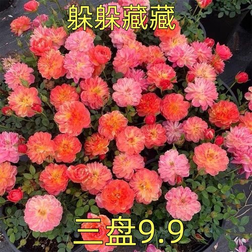 躲躲藏藏捉迷藏月季花苗微型多头玫瑰花室内阳台好养易活