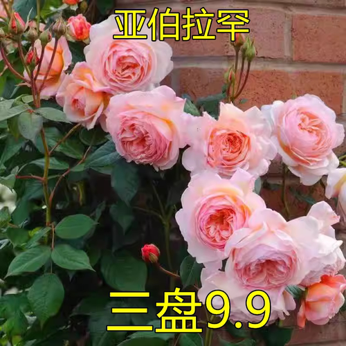 亚伯拉罕达比 欧月 月季浓香 重瓣 多季开花 盆栽地栽 花苗花卉