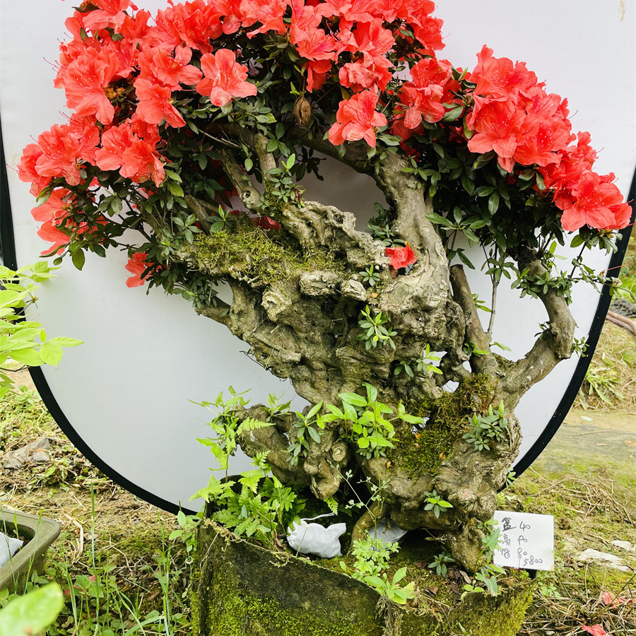 阳台庭院绿植名贵树种盆景精品