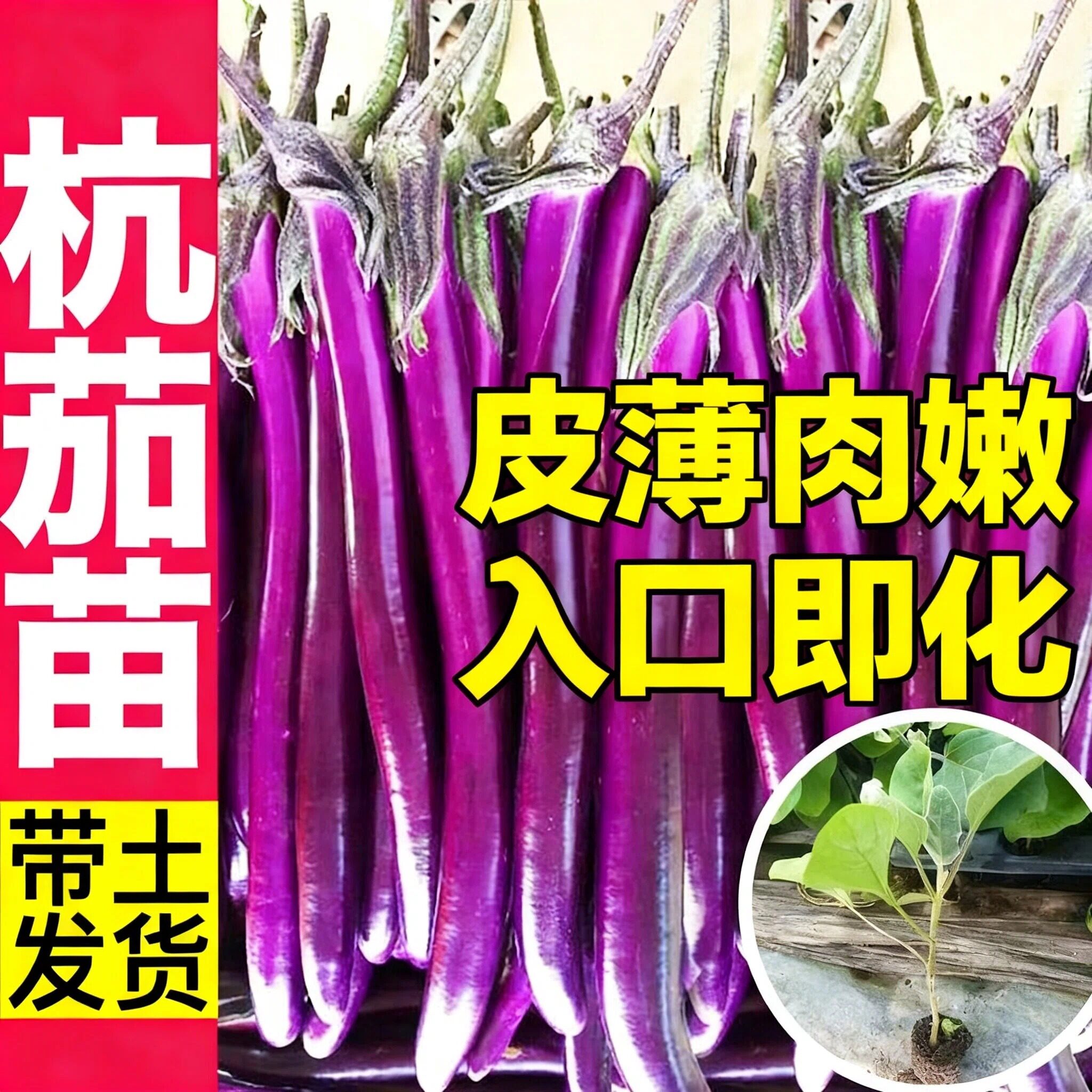 寿光茄子秧苗紫红长茄圆茄绿罐茄杭茄带土发货高产嫁接耐热抗病