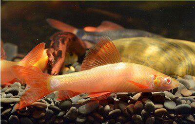 热带观赏鱼 斧头鲨 蓝鲨 彩虹银鲨 虎头鲨 满50包邮 活体包活