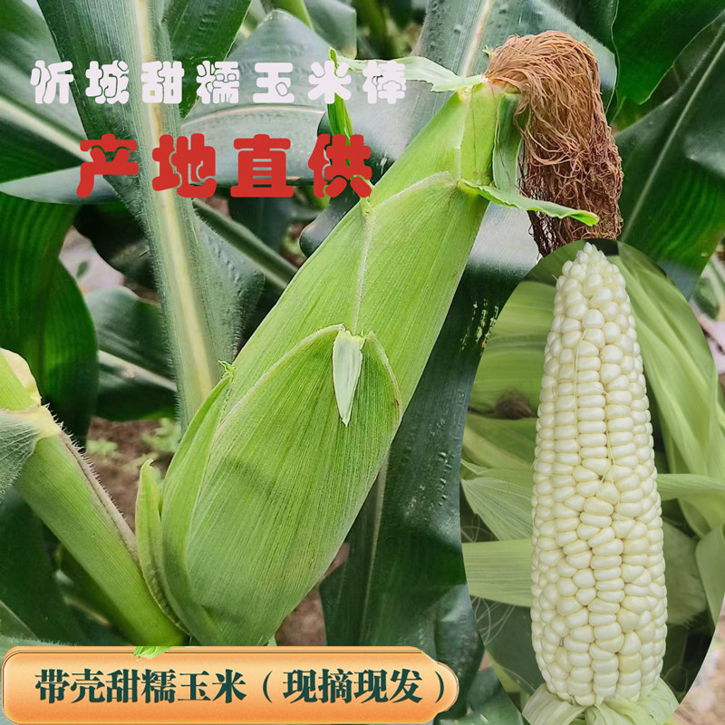【季节&新货】广西忻城白甜糯玉米棒现摘带壳新鲜农家苞谷棒特产
