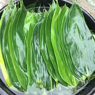 特大号粽叶新鲜野生箬竹真空包装包粽子的叶子端午家用长友四川