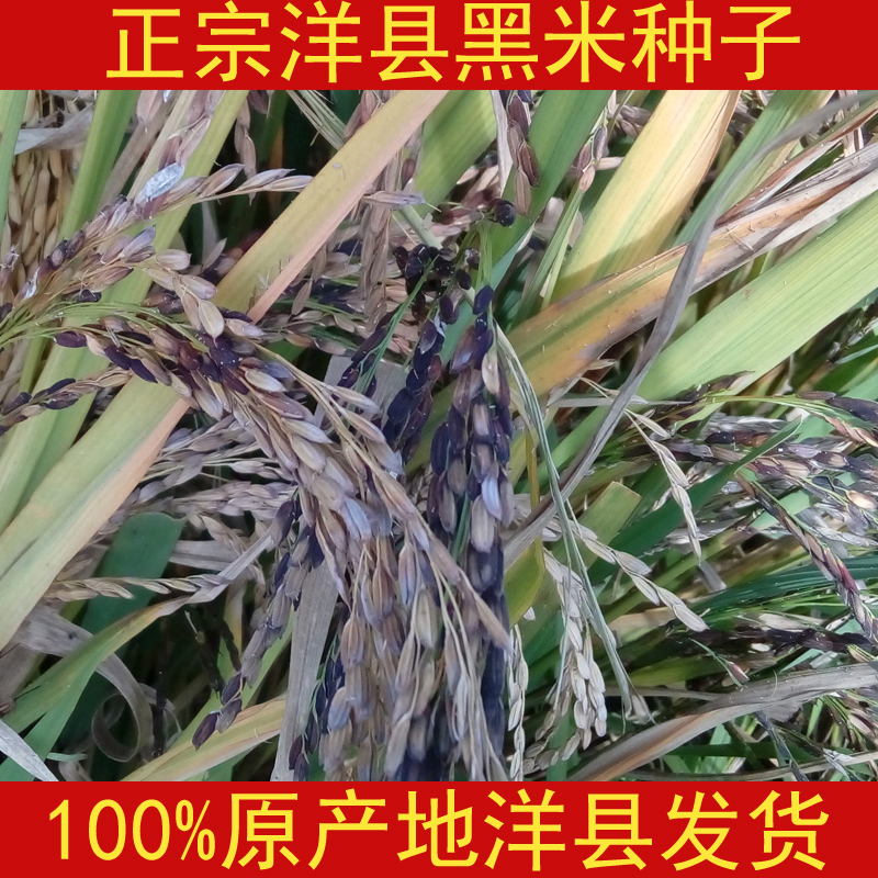 陕西汉中洋县黑米种子黑稻谷种子黑水稻谷种水稻种籽黑米谷种1kg