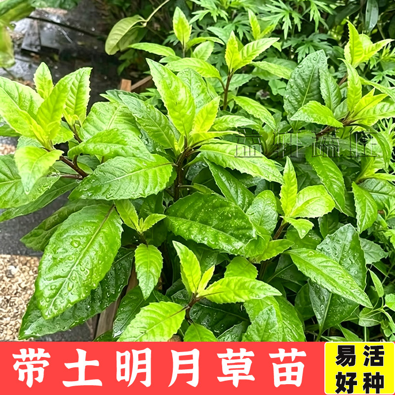 明月草菜苗四季可种 庭院楼顶盆蔬菜种子/种苗