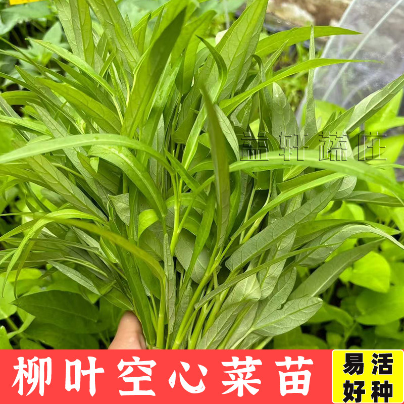 高产空心菜种苗多茬采收竹叶柳叶蔬菜种子/种苗