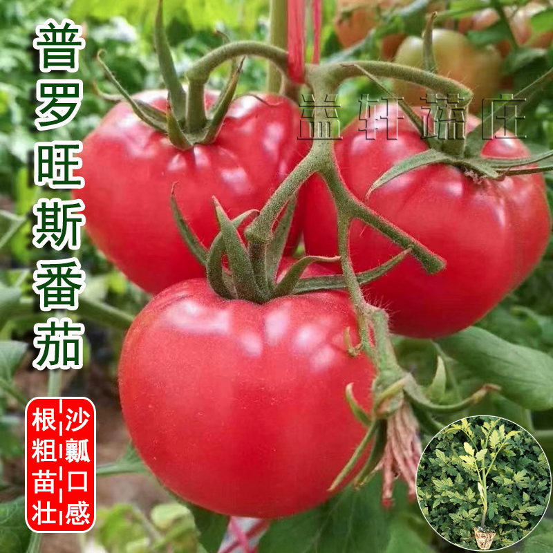 普罗旺斯苗种四季大棚室外高产种