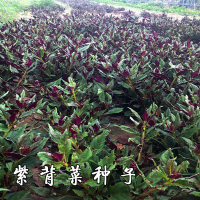 菜种现在种的紫背菜天血皮菜葵