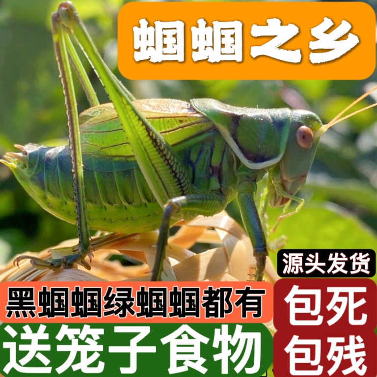 铁皮山青蝈蝈冬活虫精品大肚活虫笼子饲料食物青草白黑带鸣虫包活