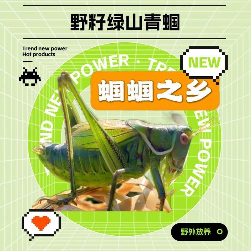 新抓绿蝈蝈2只