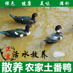 土鸭农家散养藤子红嘴鸭子红脸土番鸭土洋鸭老鸭子活体鸭子现杀
