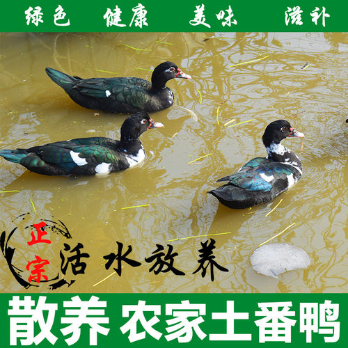 土鸭农家散养藤子红嘴鸭子红脸土番鸭土洋鸭老鸭子活体鸭子现杀