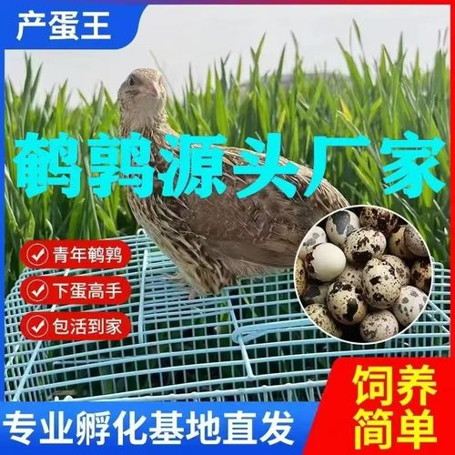 鹌鹑鸟宠物鹌鹑活体特价清仓繁殖