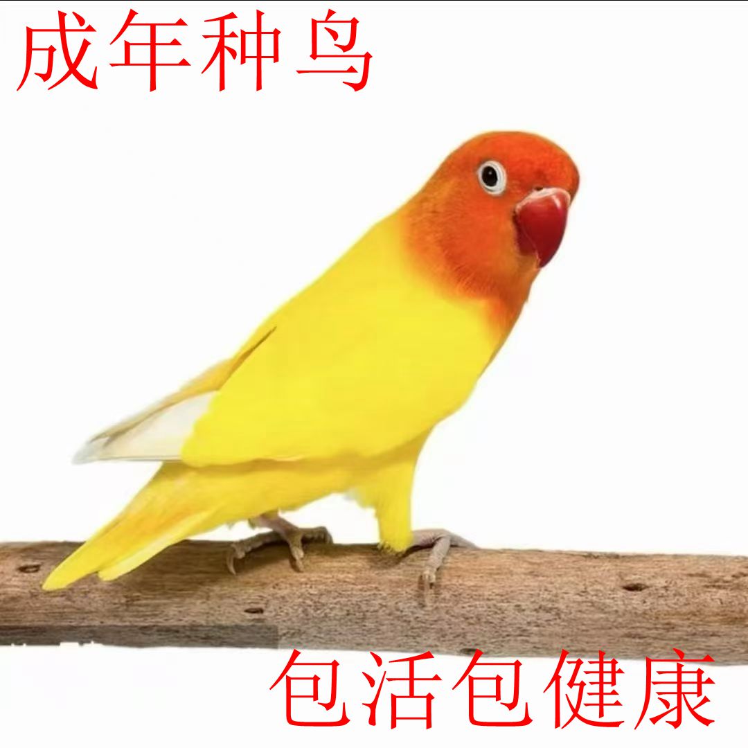 成年种鸟牡丹鹦鹉活体黄金丝亲人好上手爱情鸟牡丹鸟会学说话活体