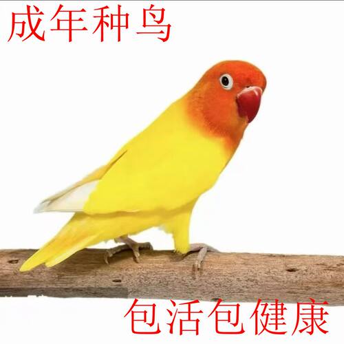 成年种鸟牡丹鹦鹉活体黄金丝亲人好上手爱情鸟牡丹鸟会学说话活体