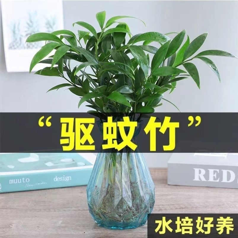 夏季驱蚊植物驱蚊竹水培九里香四季开花植物室内绿植客厅花卉盆栽