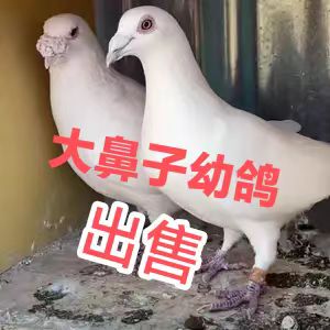 黑白纯活体信李鸟肉鸽子公母大鼻子红色一对幼吴淞鸽子小青年鸽子