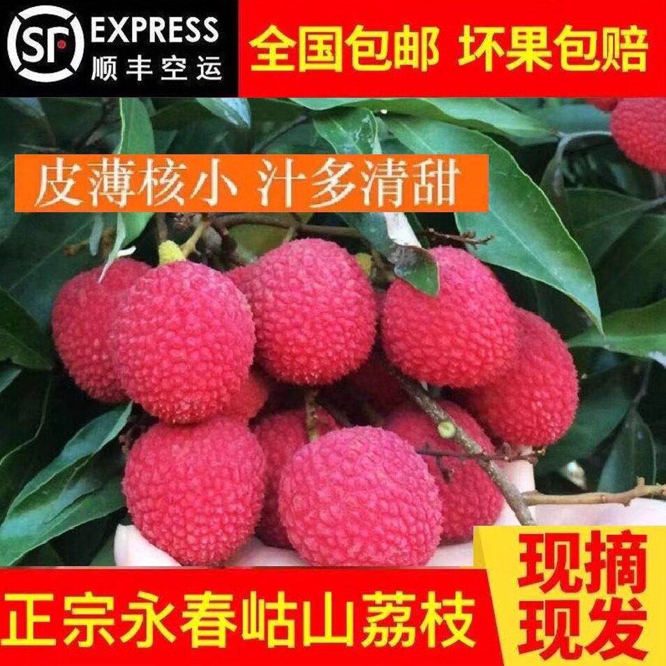 正宗永春山荔枝7月现摘百年老