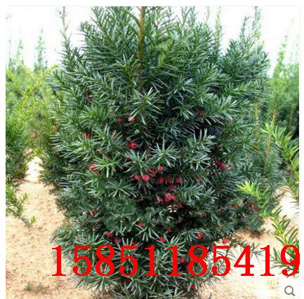 红豆杉18年盆景带果发货曼地亚红豆杉客厅庭院盆栽地栽耐寒盆景