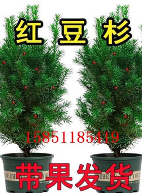 耐寒正宗东北红豆杉公母搭配树苗绿植花卉盆栽盆景植物室内外好养