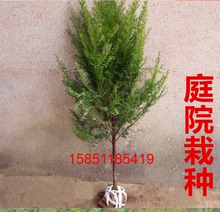 南方红豆杉树苗正宗曼地亚四季常青净化空气观赏绿植物耐寒