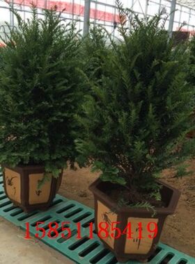 正宗东北红豆杉树苗一公一母绿植盆栽盆景植物室内室外好养红豆彬