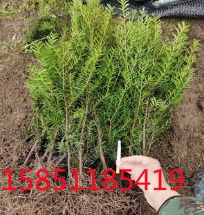 东北红豆杉60 70厘米北方红豆杉大苗室外庭院地栽耐寒盆景绿植