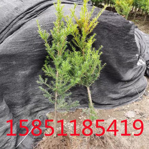 正宗东北红豆杉60-80厘米耐寒绿植地栽室外盆栽大苗庭院植物树苗