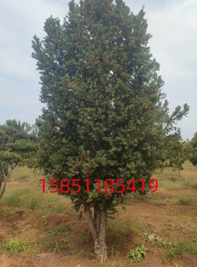 正宗曼地亚结果红豆杉公树母树地栽别墅庭院南方北方适宜净化空气