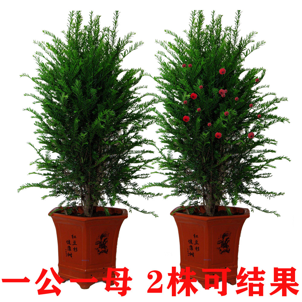 南北方红豆杉树苗盆景盆栽地栽植物室内外耐寒绿植结果公母搭配