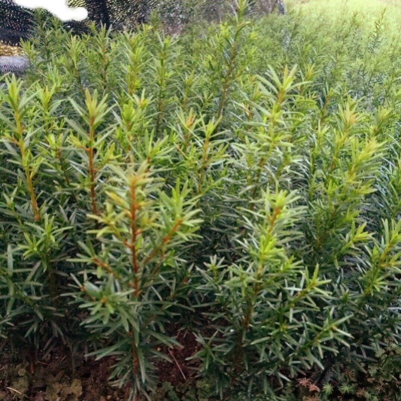 正宗东北红豆杉小苗30-40厘米树苗北方红豆杉耐寒耐冻曼地亚