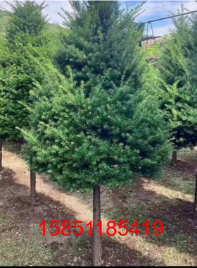 绿篱红豆杉曼地亚红豆杉大苗南北适宜室外抗冻庭院越冬长青植物