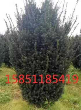 正宗曼地亚红豆杉15年耐寒红豆杉树苗大树地栽室外盆栽盆景庭院植