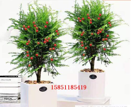 正宗南方红豆杉树苗盆栽四季常青植物公母盆景室内净化空气盆景