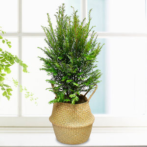 【珍稀植物红豆杉图片】珍稀植物红豆杉图片大