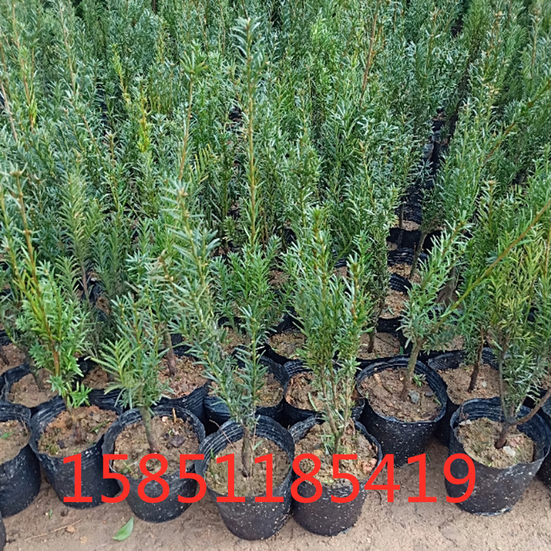 正宗曼地亚红豆杉树苗南方红豆杉小苗曼地亚营养体苗盆栽地栽苗木