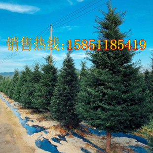 耐寒红豆杉树苗高杆大树庭院净化空气盆景植物四季常青好养紫杉树