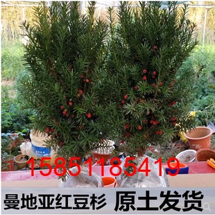 不怕冷的室外红豆杉院子植物容易养活的喜阳耐晒耐热耐寒室外禄植