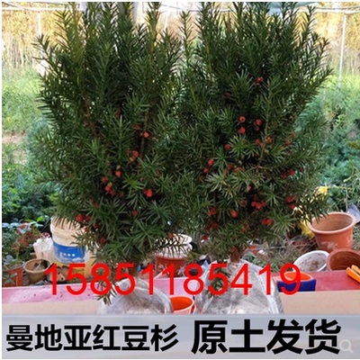 不怕冷的室外红豆杉院子植物容易养活的喜阳耐晒耐热耐寒室外禄植