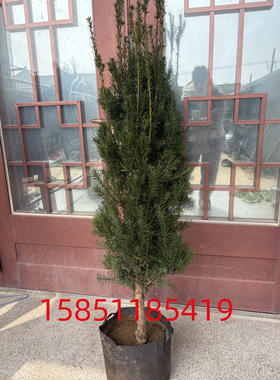 正宗耐寒带果曼地亚红豆杉盆景盆栽大树地栽结果花卉净化空气