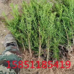 东北红豆杉60-70公分大苗红豆杉树苗东北红豆杉大苗南方北方种植