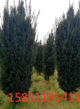 带果正宗曼地亚红豆杉大树庭院别墅地栽耐寒四季常青公树母树结果