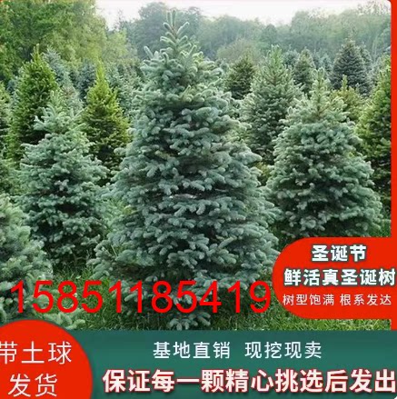 圣诞树真树挪威云杉盆栽植物圣诞节酒店商场家庭室内室外装饰绿植
