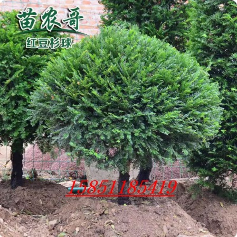 球型红豆杉树苗正宗曼地亚圆形珍贵植物庭院别墅园林苗木